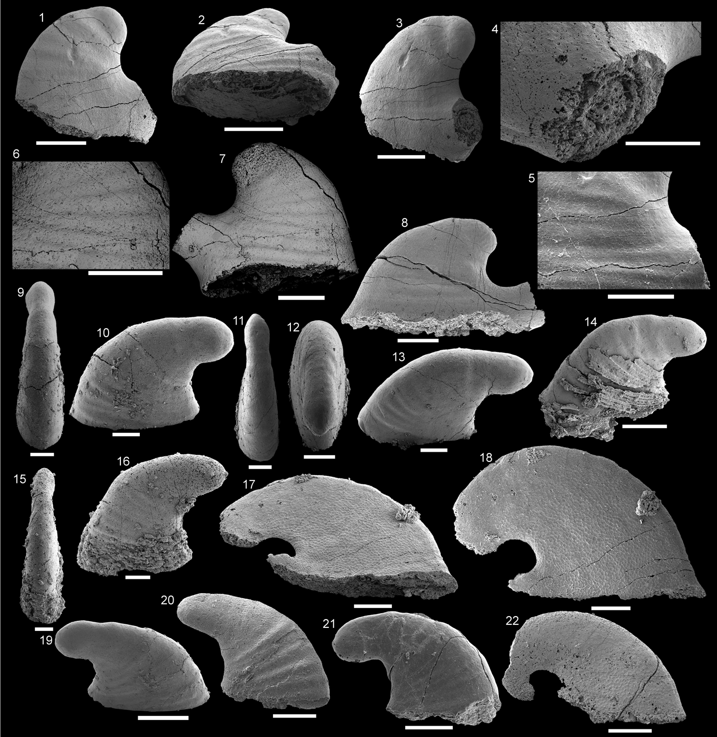 Mollusks from the upper Shackleton Limestone (Cambrian Series 2), Central  Transantarctic Mountains, East Antarctica | Journal of Paleontology |  Cambridge Core