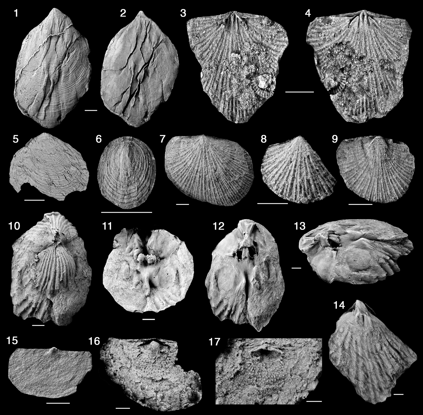 First Report Of Hirnantian (upper Ordovician) High-latitude Peri 