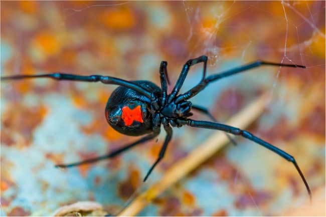 Widow Spider Envenomation: Background, Pathophysiology, Epidemiology