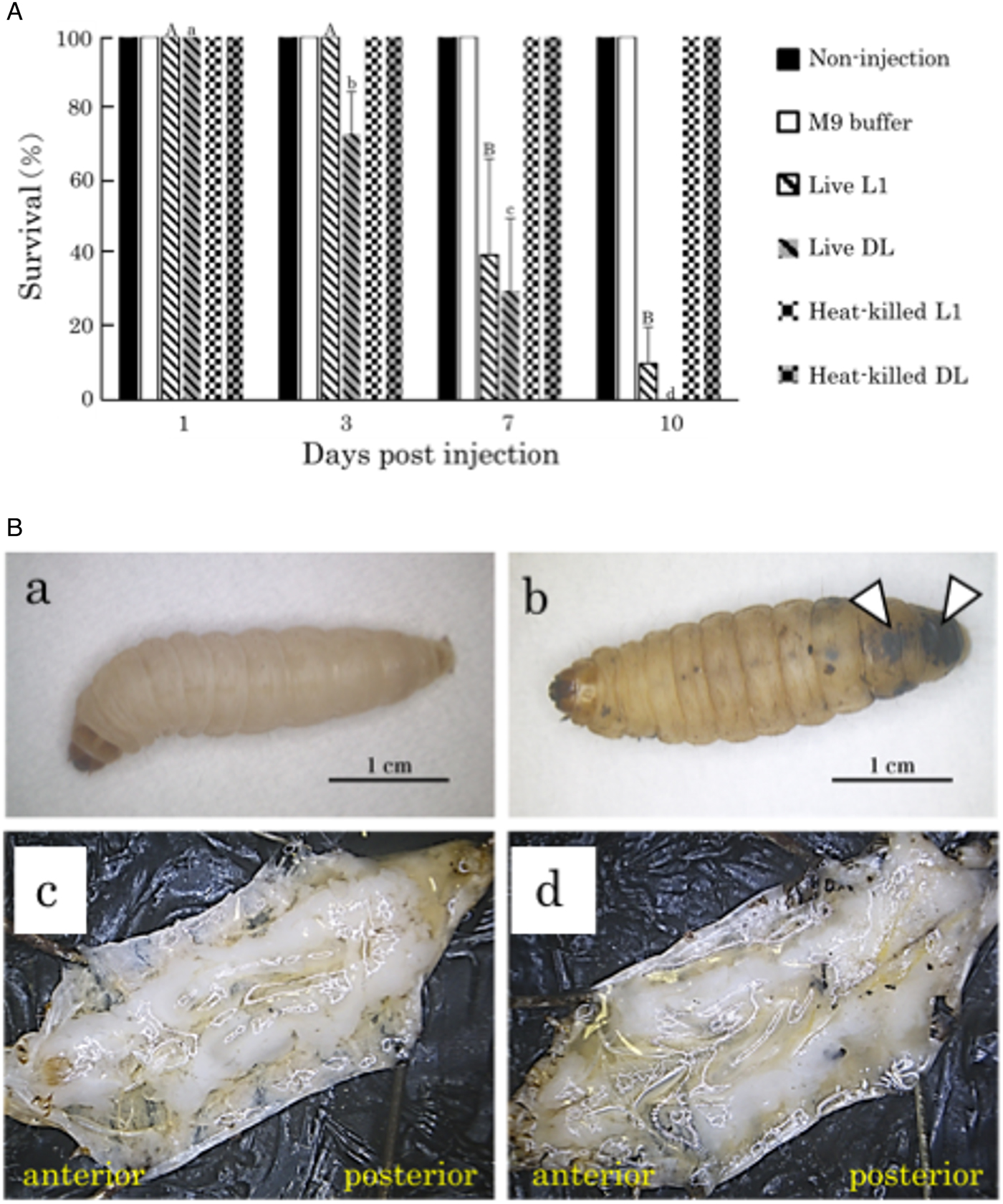 Cellular immunity in the insect Galleria mellonella against insect non ...