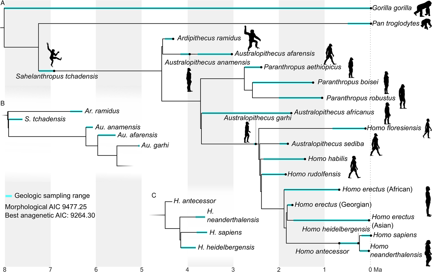 Phylogenetic Tree Of Hominids