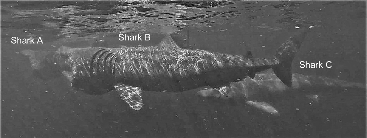 Are Close-following And Breaching Behaviours By Basking Sharks At ...