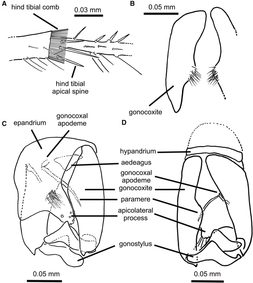 Bulletin. ed spur of the hind tibia rather short and broad