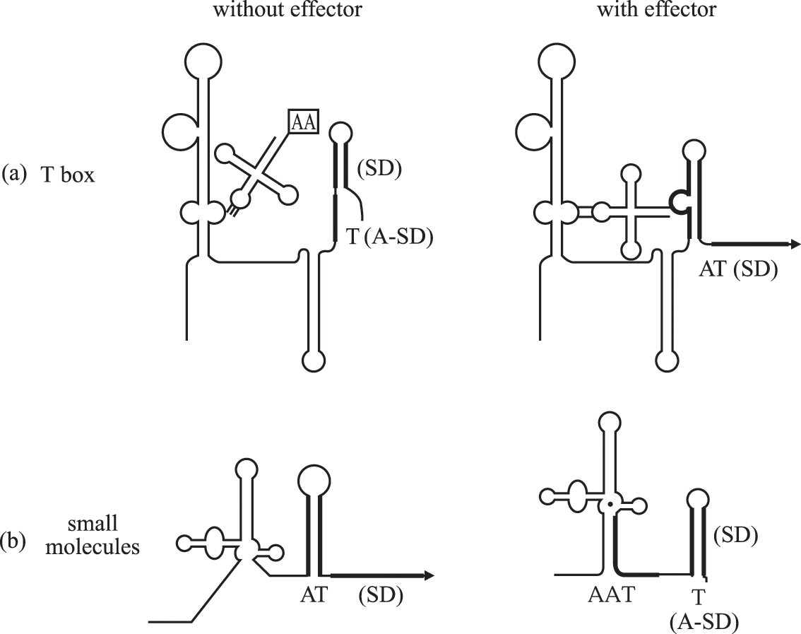 Main components of the TCA cycle in Deinococcus radiodurans