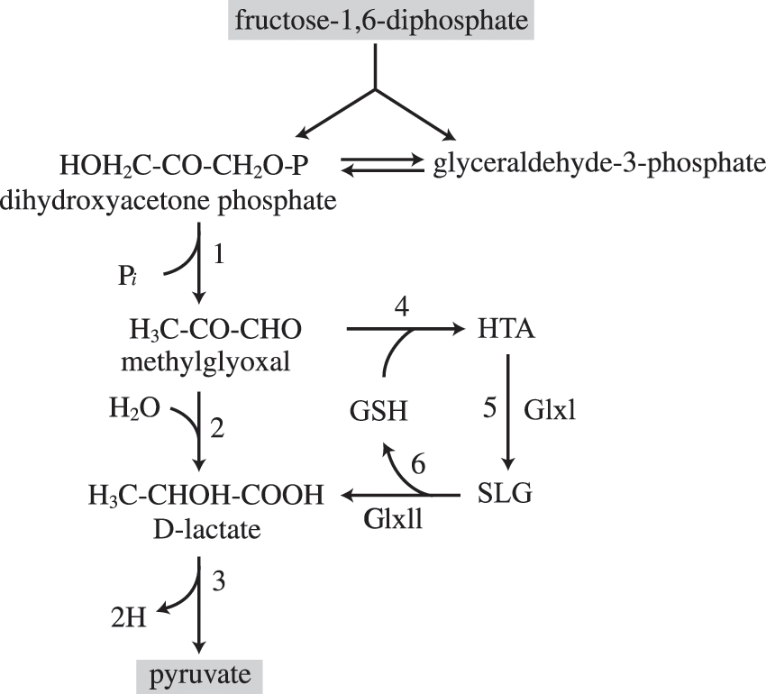 glutathione glycolysis Understanding in Human Metabolism The Role of Reprogrammed Glucose