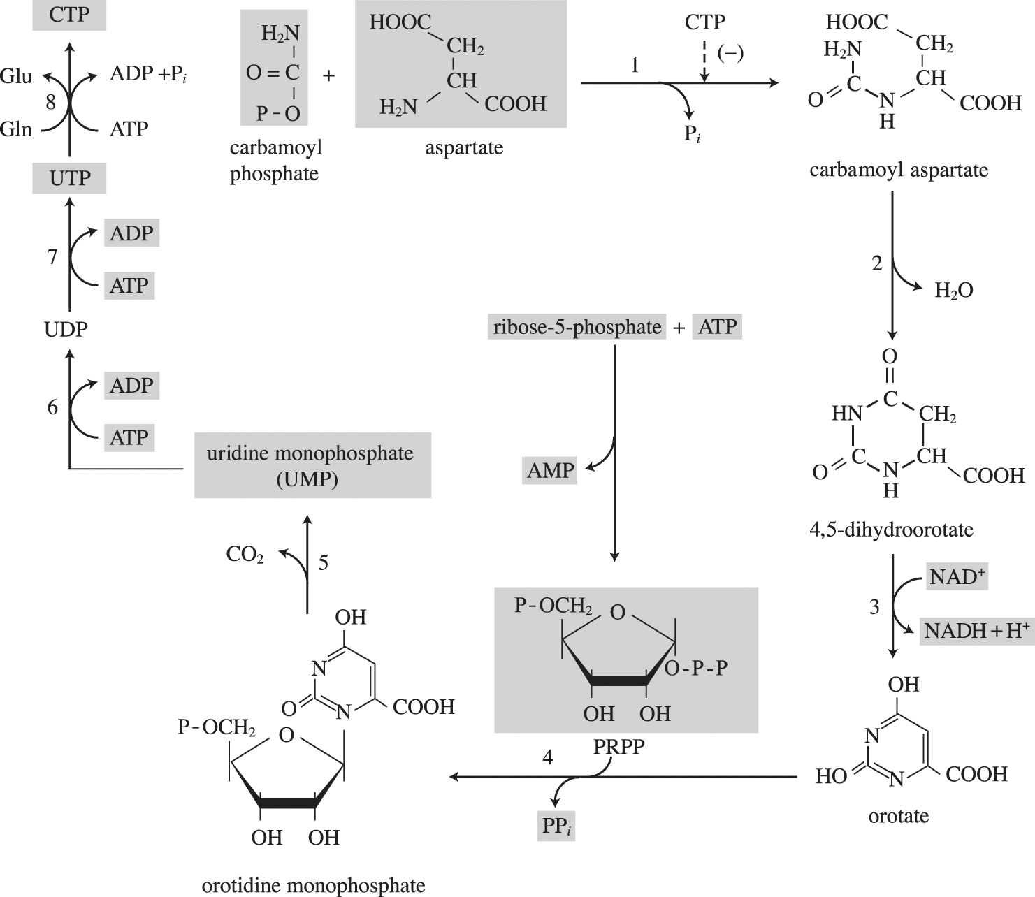 Biosynthesis and growth (Chapter 6)
