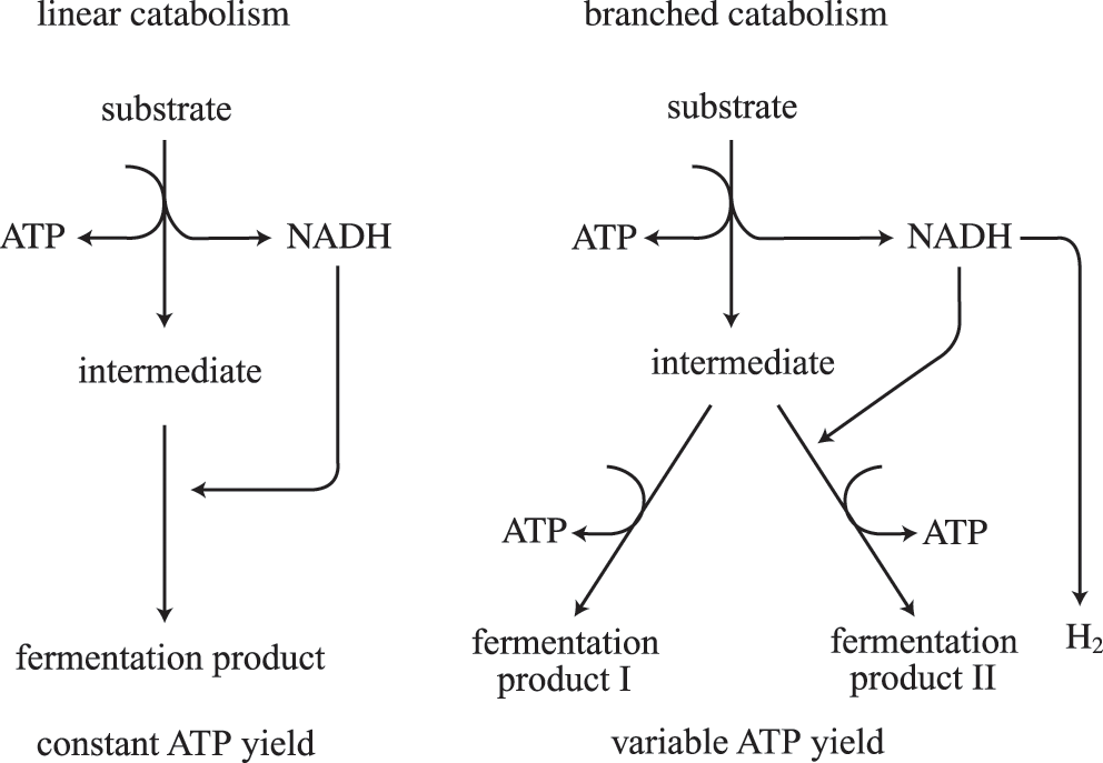 Anaerobic Fermentation Chapter 8 Prokaryotic Metabolism And Physiology