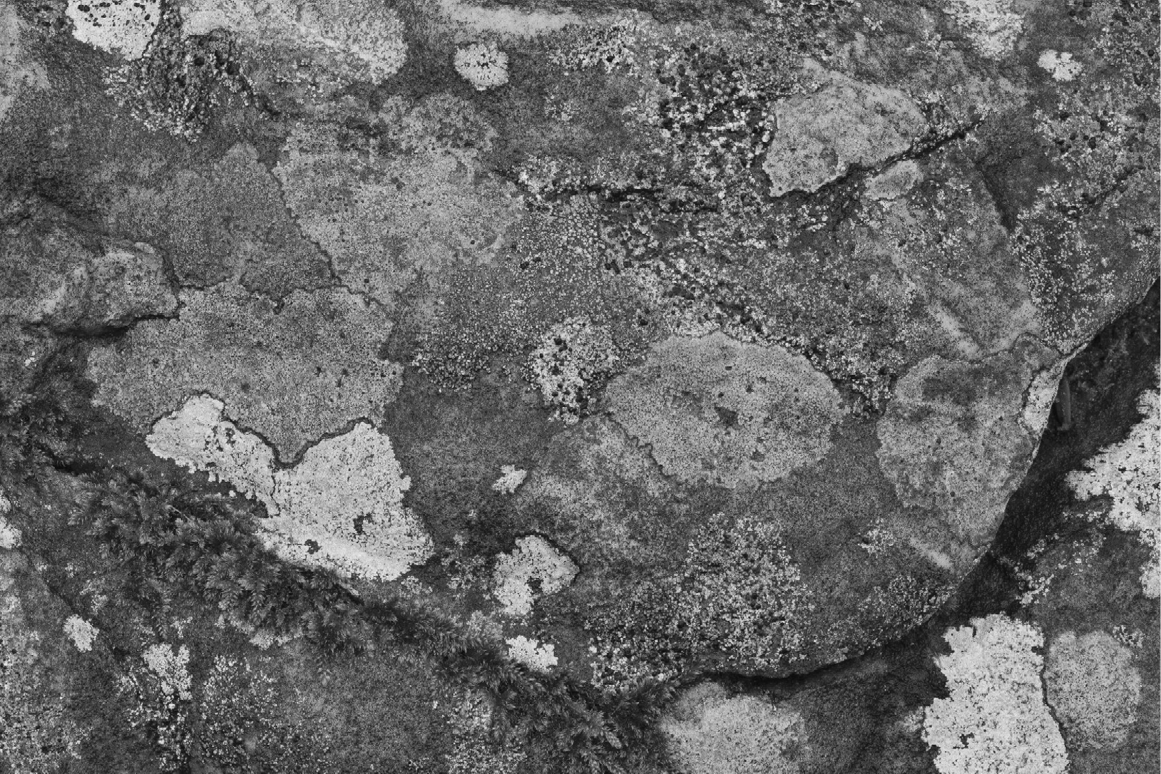 Plants Habitats Greenspaces Chapter 7 Towns Ecology And The Land