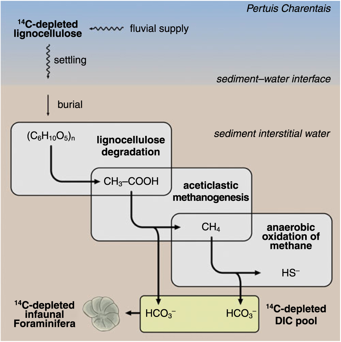 Hypothetical Influence Of Bacterial Communities On The Transfer Of 14c Depleted Carbon To Infaunal Foraminifera Implications For Radiocarbon Dating In Coastal Environments Radiocarbon Cambridge Core