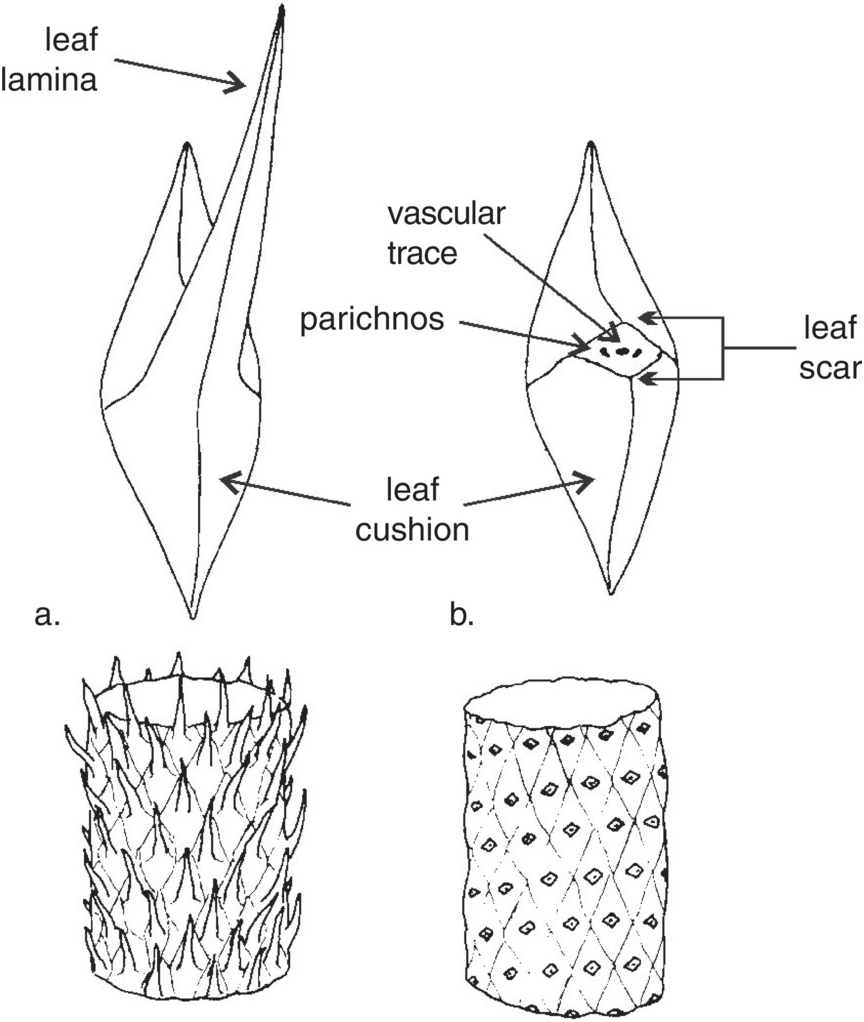 lepidodendron stem anatomy