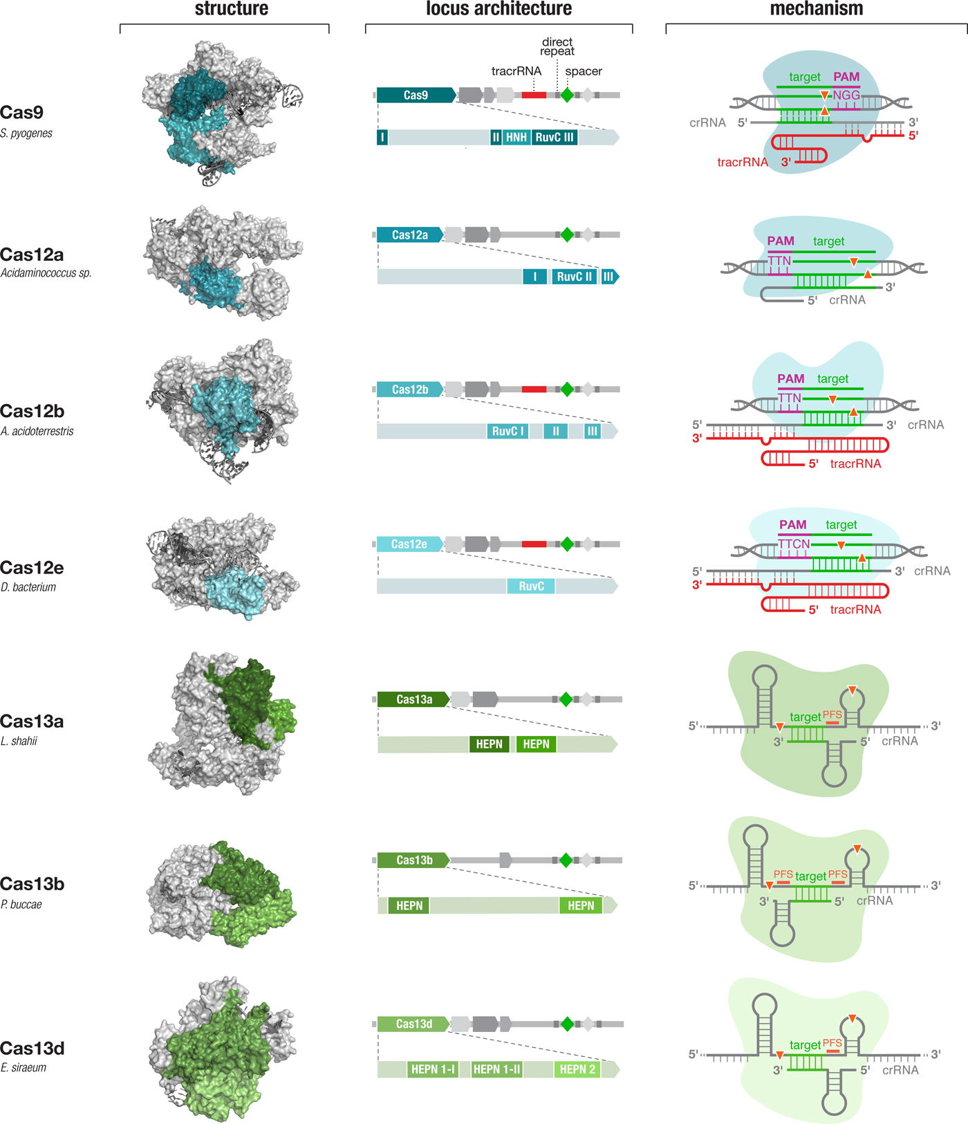 Development Of CRISPR-Cas Systems For Genome Editing And Beyond ...