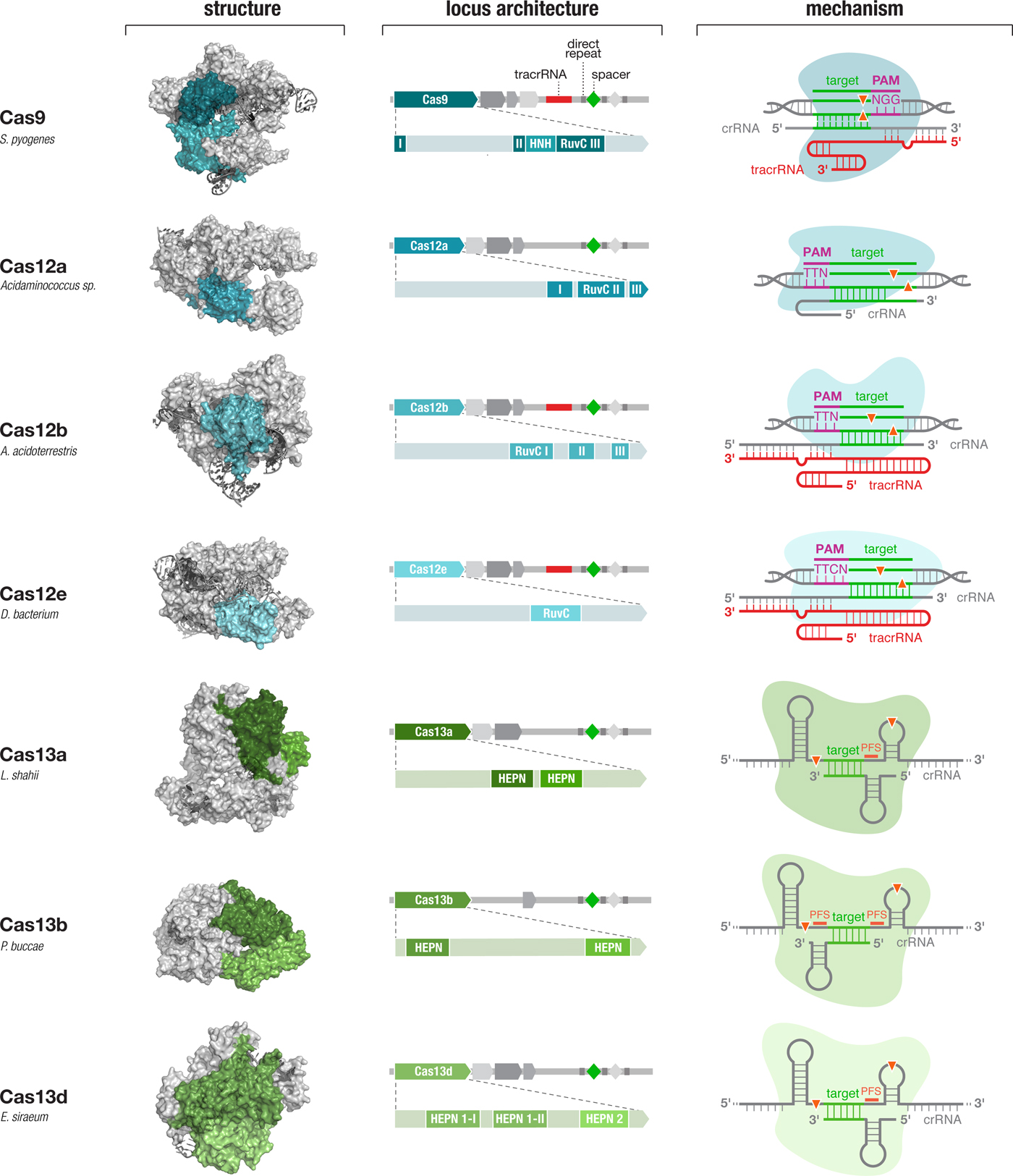 Development Of Crispr Cas Systems For Genome Editing And Beyond Quarterly Reviews Of