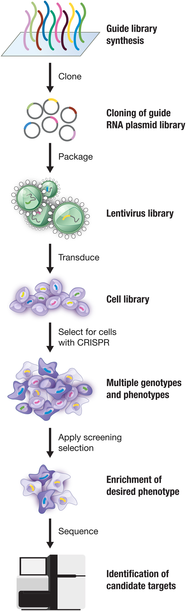 Development Of CRISPR Cas Systems For Genome Editing And Beyond