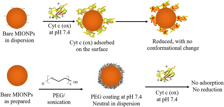 Synthesis, Surface Modification, And Applications Of Magnetic Iron ...