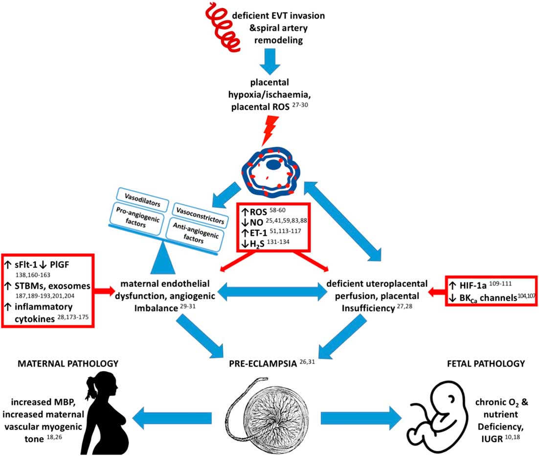 Preeclampsia link to gestational hypoxia | Journal of Developmental ...