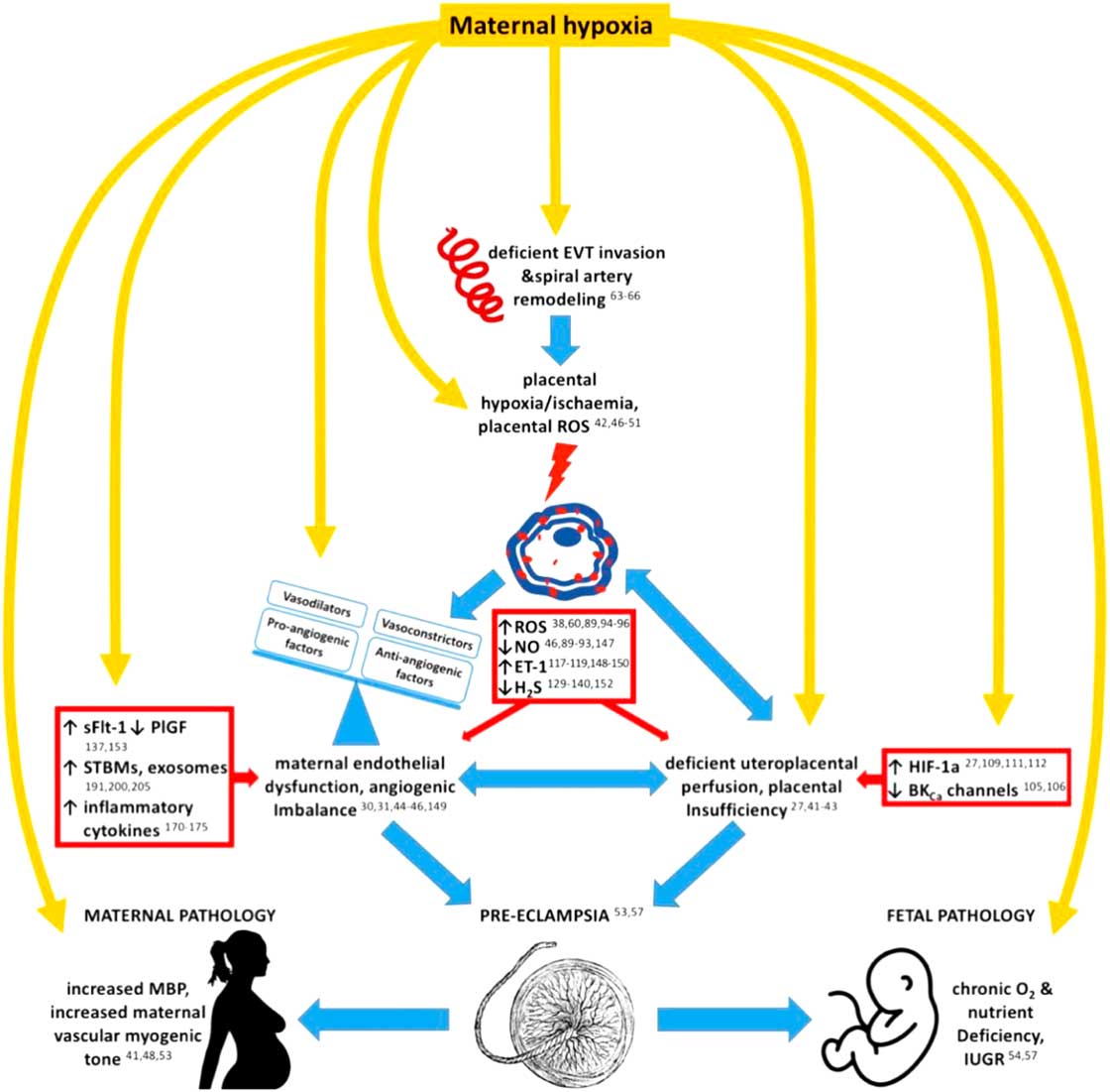 Preeclampsia link to gestational hypoxia | Journal of Developmental ...