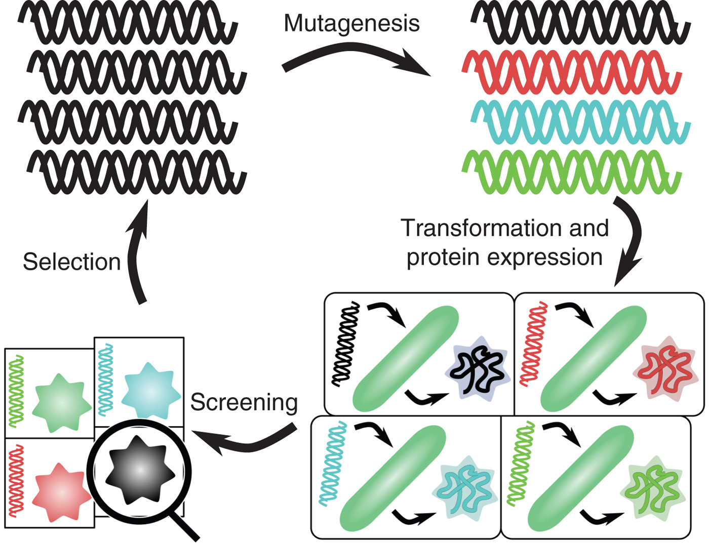 Towards the directed evolution of protein materials MRS
