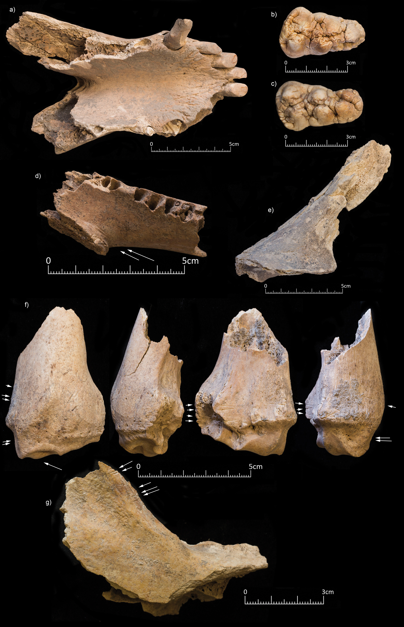 Feasting on Wild Boar in the Early Neolithic Evidence from an  