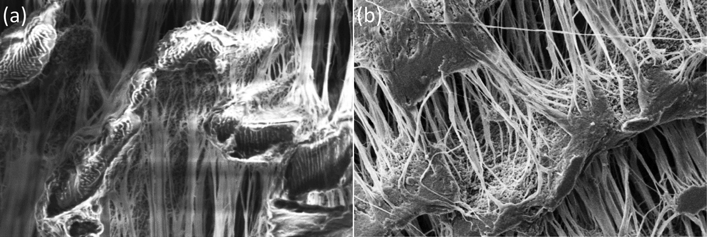 Target Material Selection For Sputter Coating Of SEM Samples ...