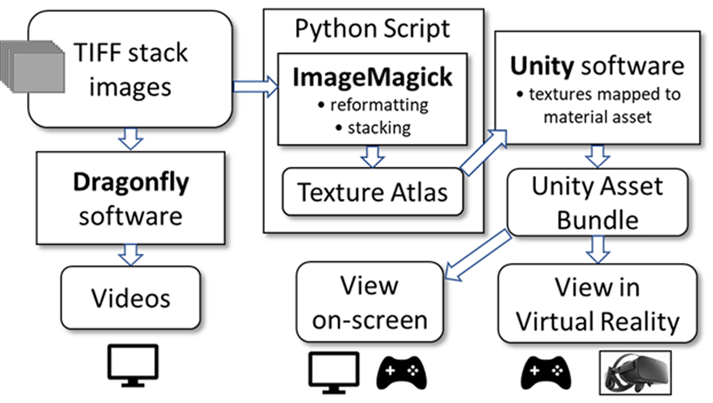 3D immersive visualization of micro-computed tomography and XRD texture ...