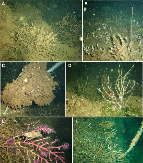 Impact Of Excessive Sedimentation Caused By Anthropogenic