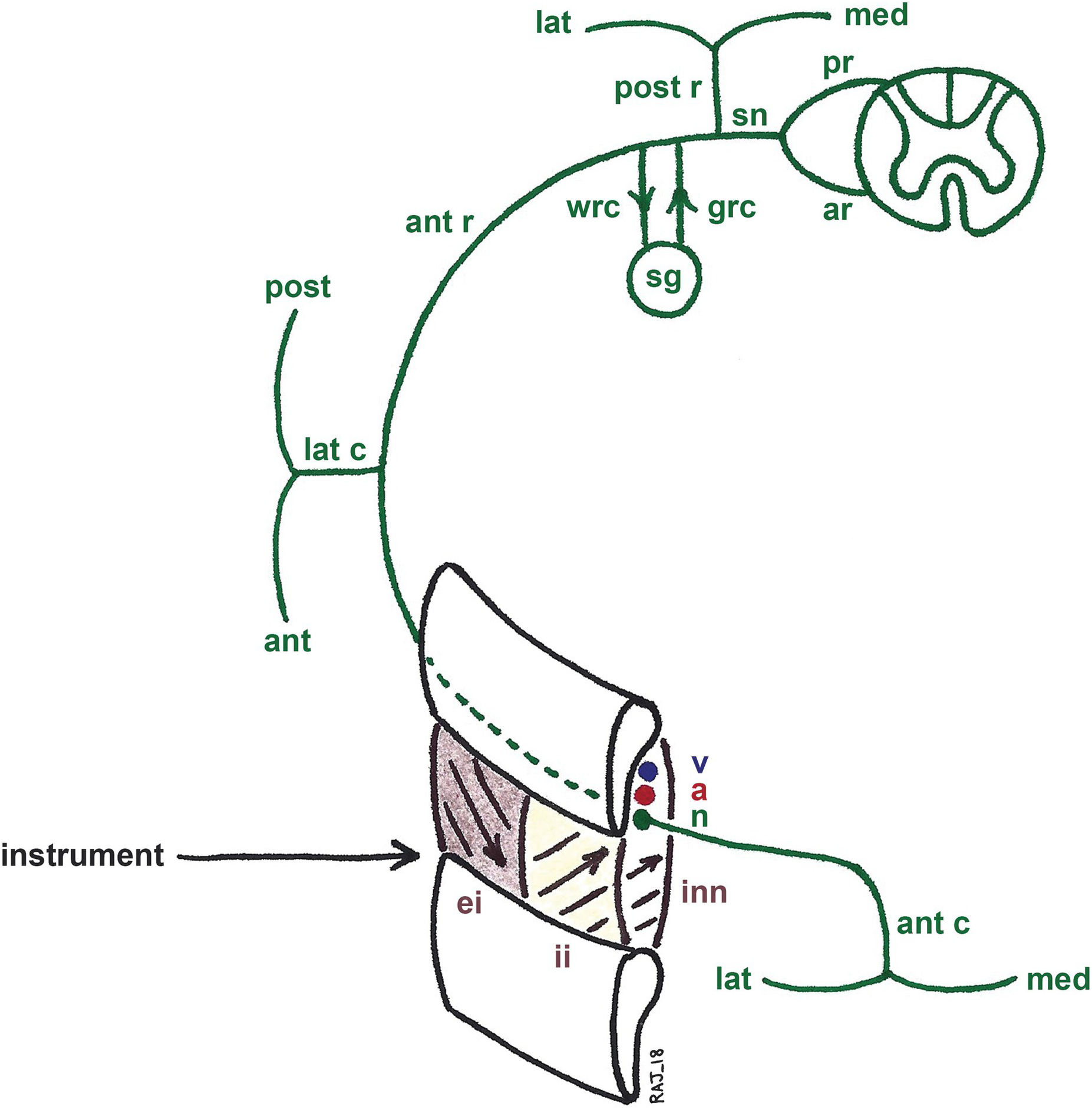 intercostal nerve anatomy