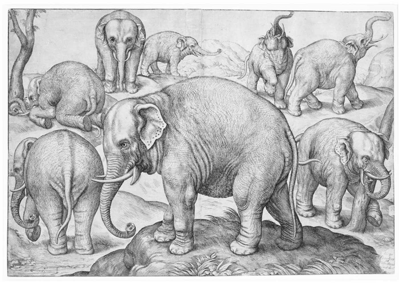 Eye to Eyel - hotsell LARGE CANVAS monochrome elephant Print - Wildlife - Pencil drawing by Peter Williams - ready to hang