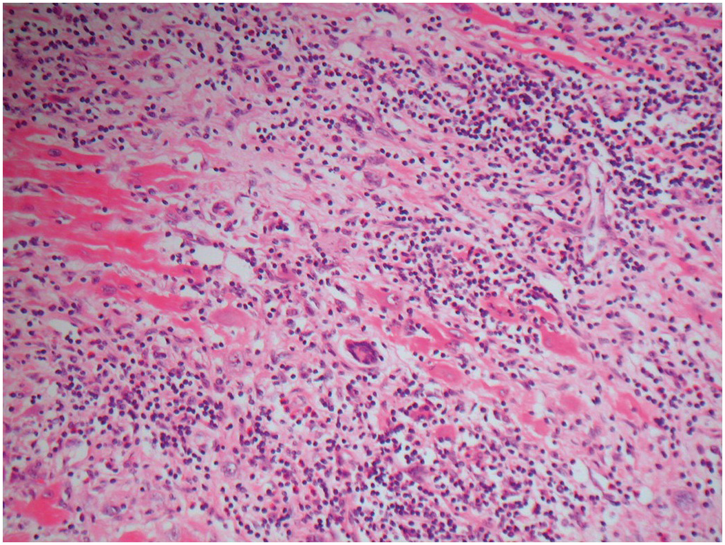 faprs [licensed for non-commercial use only] / Heart - anatomy, image size:1053x792