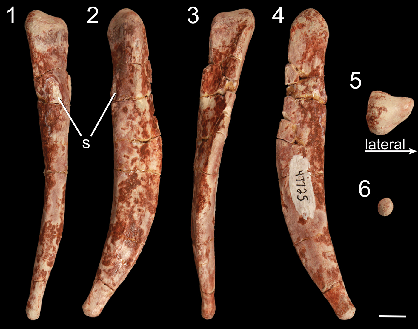 triassic theropods