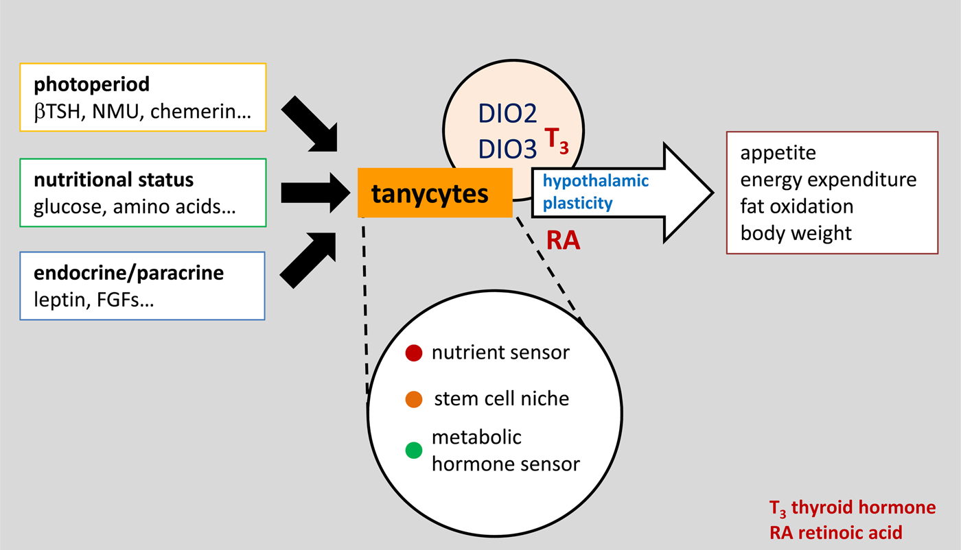 Role of hypothalamic tanycytes in nutrient sensing and energy balance, Proceedings of the Nutrition Society