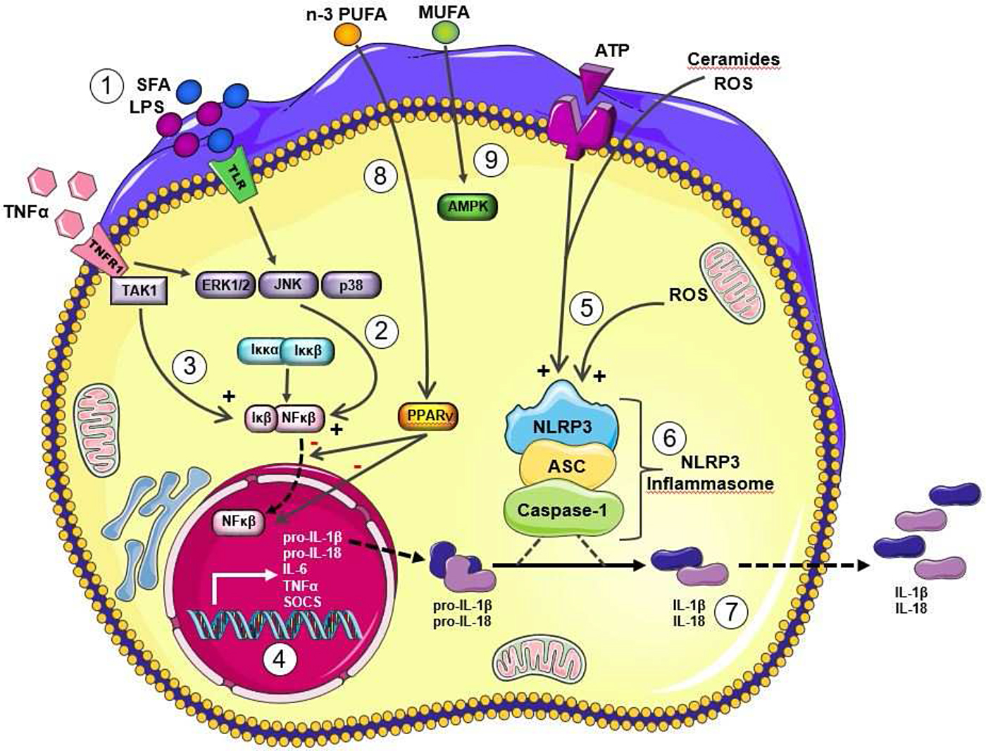 Dietary modulation of energy homoeostasis and metabolic-inflammation ...