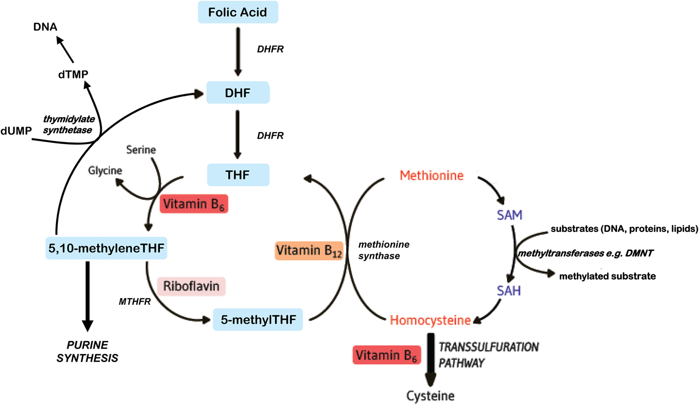 Addressing Optimal Folate And Related B-vitamin Status Through The ...