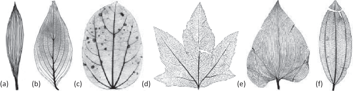 basal leaf arrangement