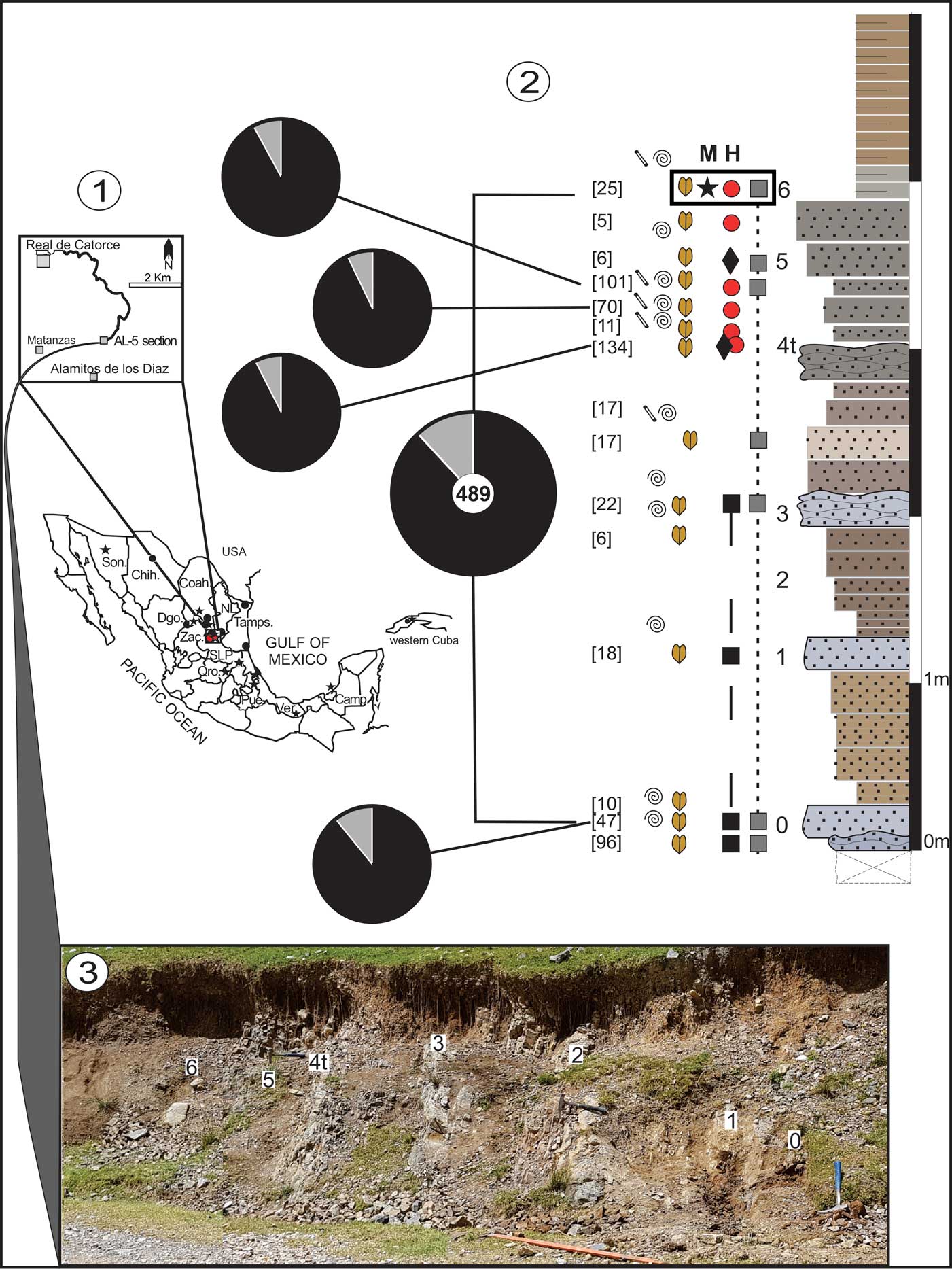 New Species Of Lower Tithonian Macroconchiate Hybonoticeras From Mexico And The Co Occurrence Of Mazapilites And Hybonoticeras In The Mexico Caribbean Area Journal Of Paleontology Cambridge Core