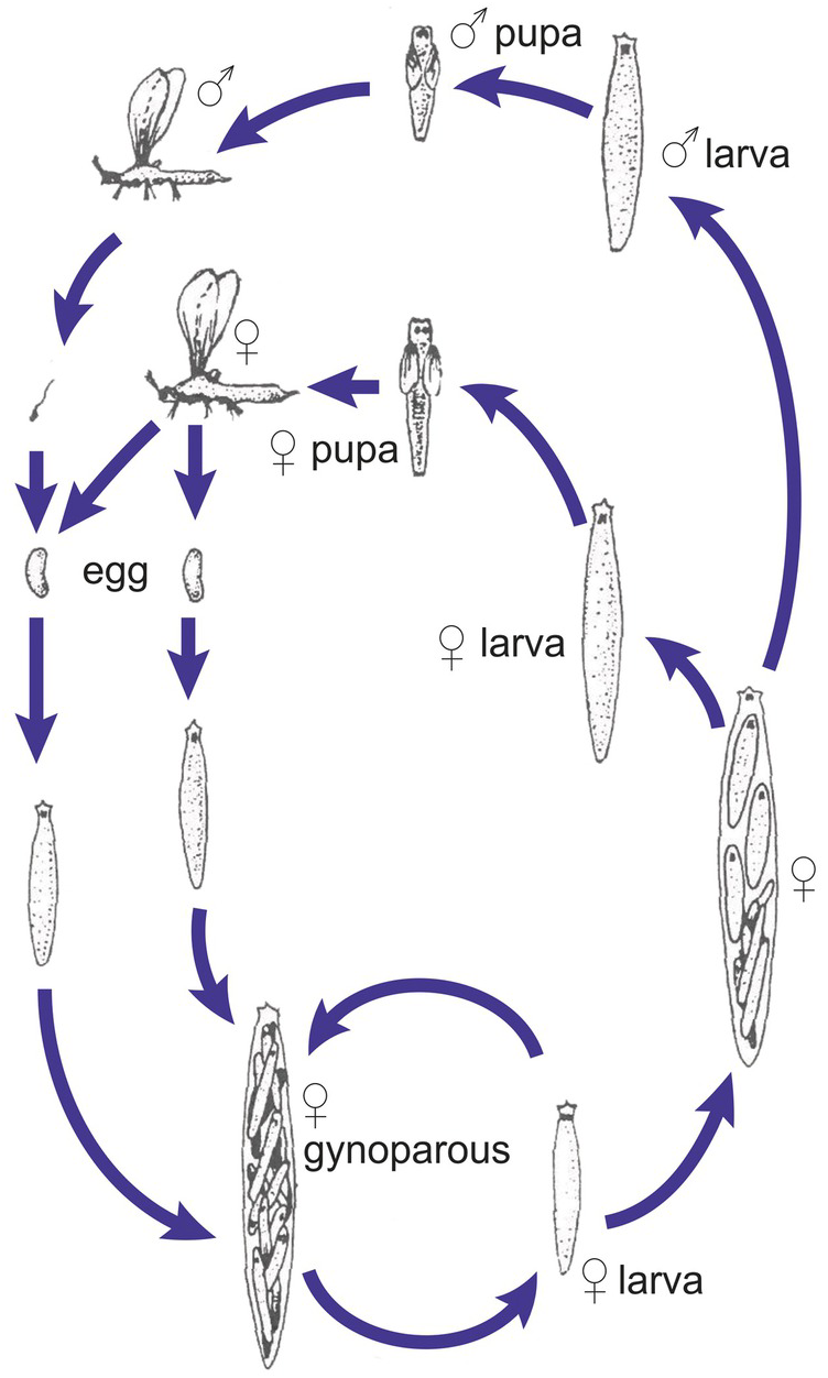 asexual reproduction in euglena