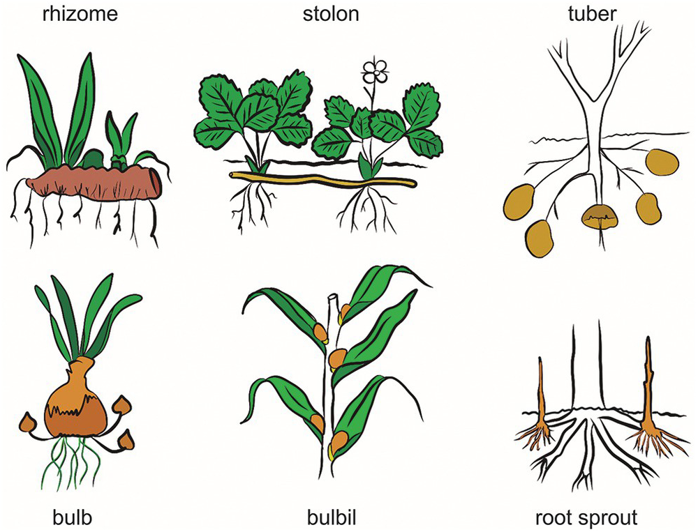 The Natural History Of Reproduction Chapter 3 The Biology Of Reproduction