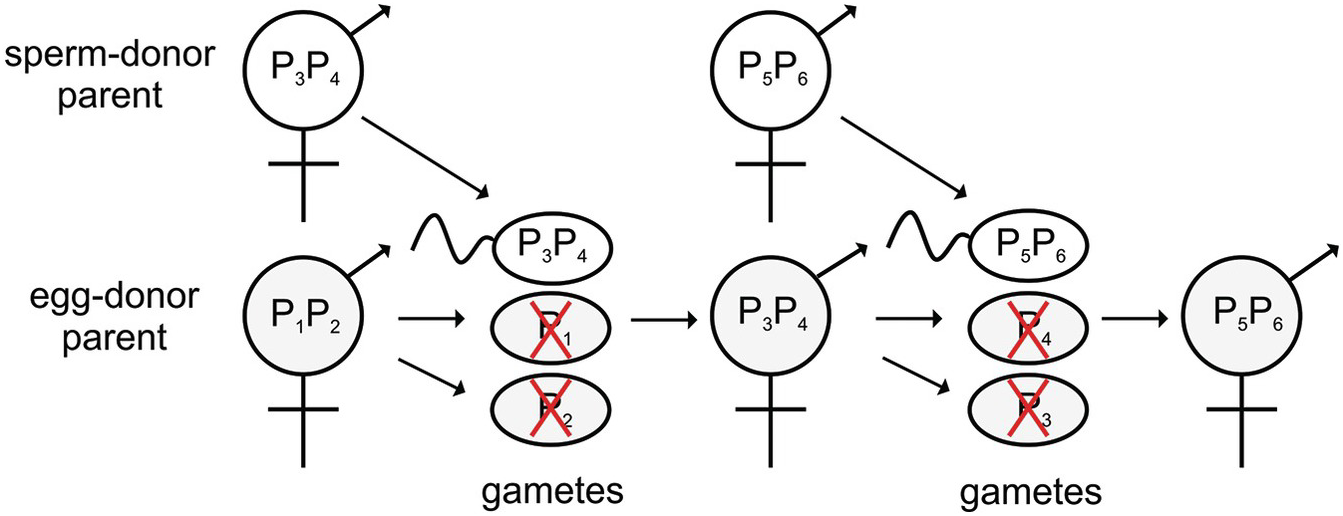 genetics and cytogenetics of