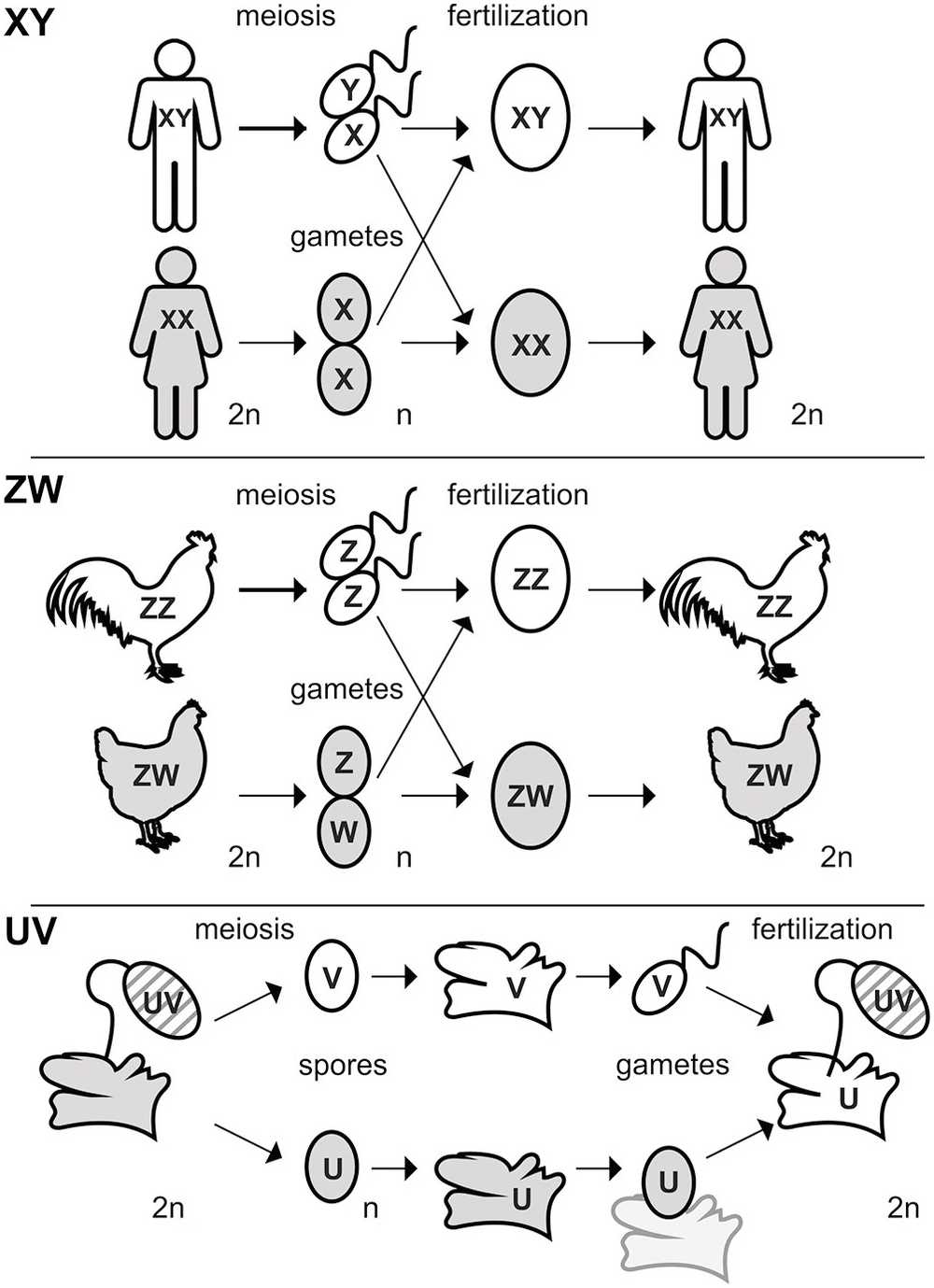 Determination of Sex and Mating Type (Chapter 6:) - The Biology of  Reproduction