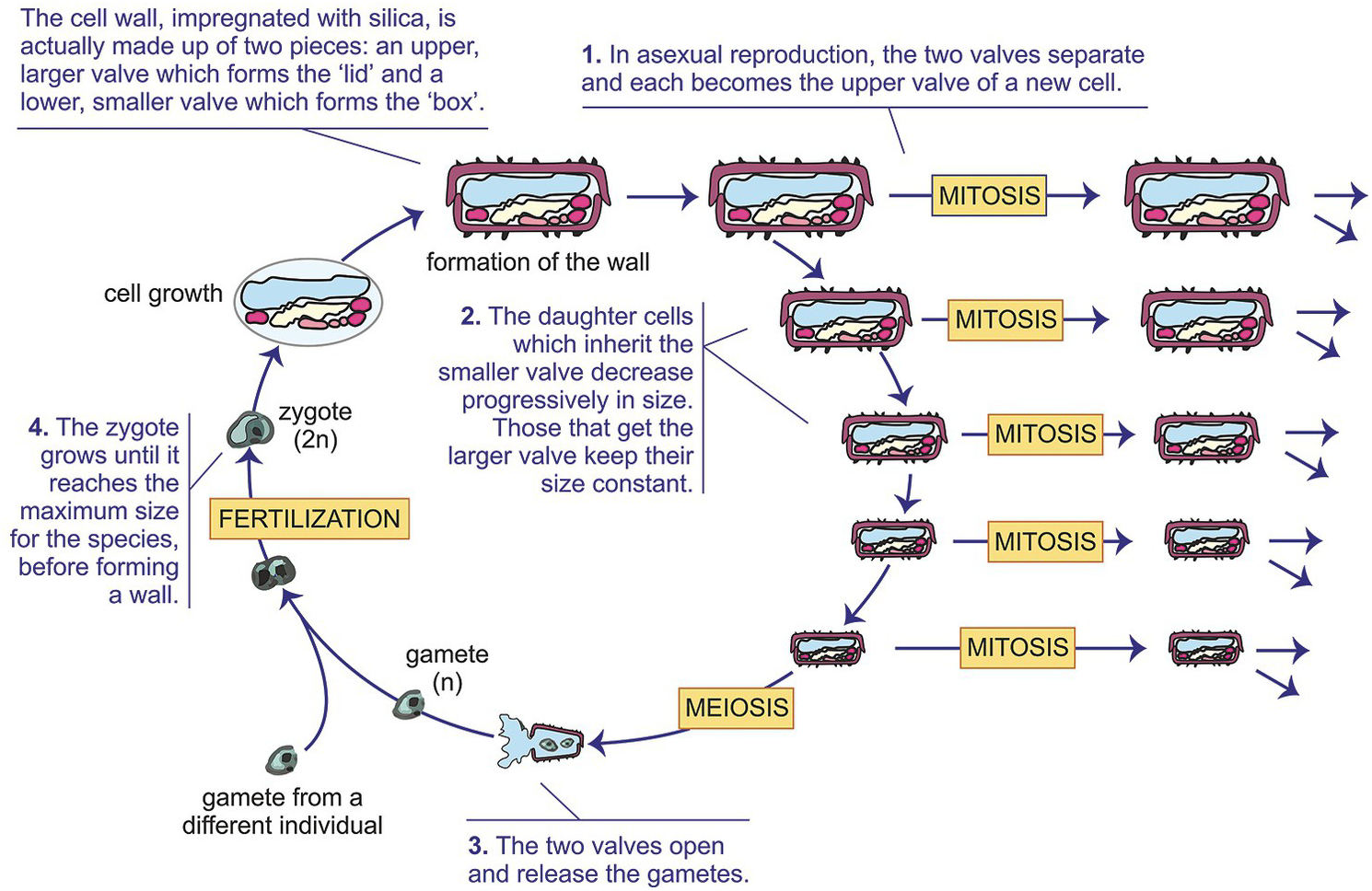 Reproduction A Taxonomic Survey Chapter 7 The Biology Of Reproduction