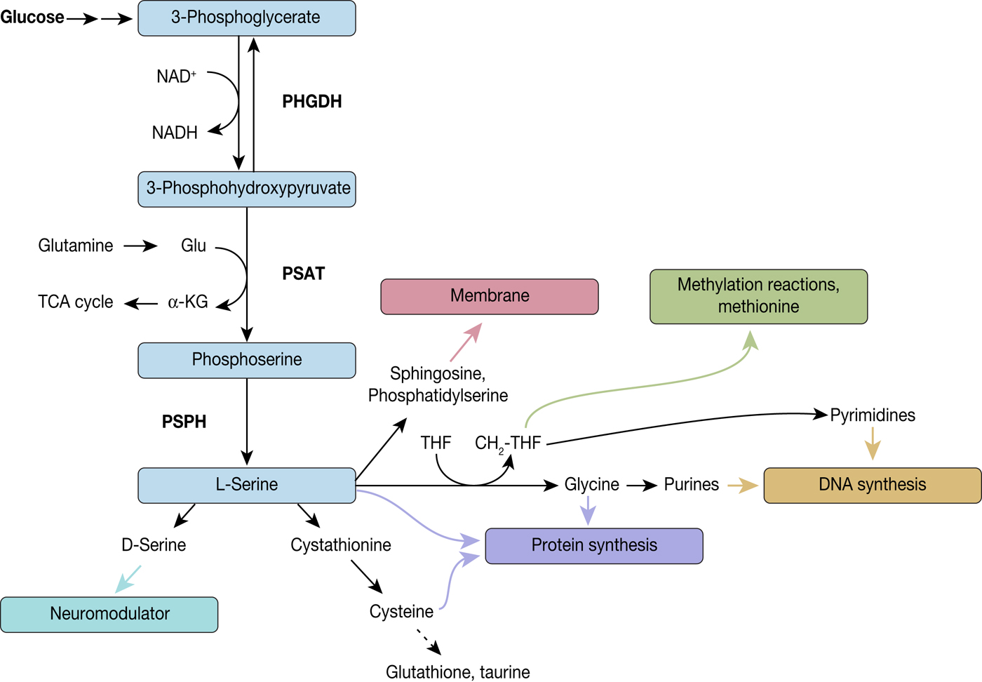 Warburg And Krebs And Related Effects In Cancer 