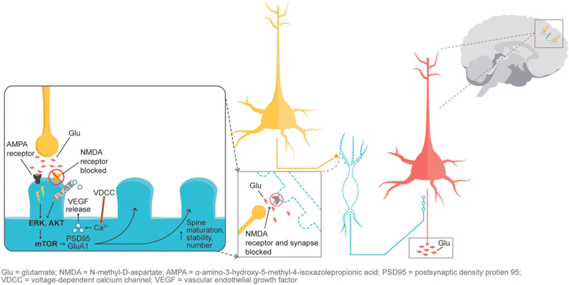 Dextromethorphan Bupropion A Novel Oral Nmda N Methyl D Aspartate