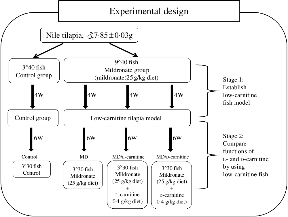 Functional Differences Between L And D Carnitine In Metabolic Regulation Evaluated Using A Low Carnitine Nile Tilapia Model British Journal Of Nutrition Cambridge Core