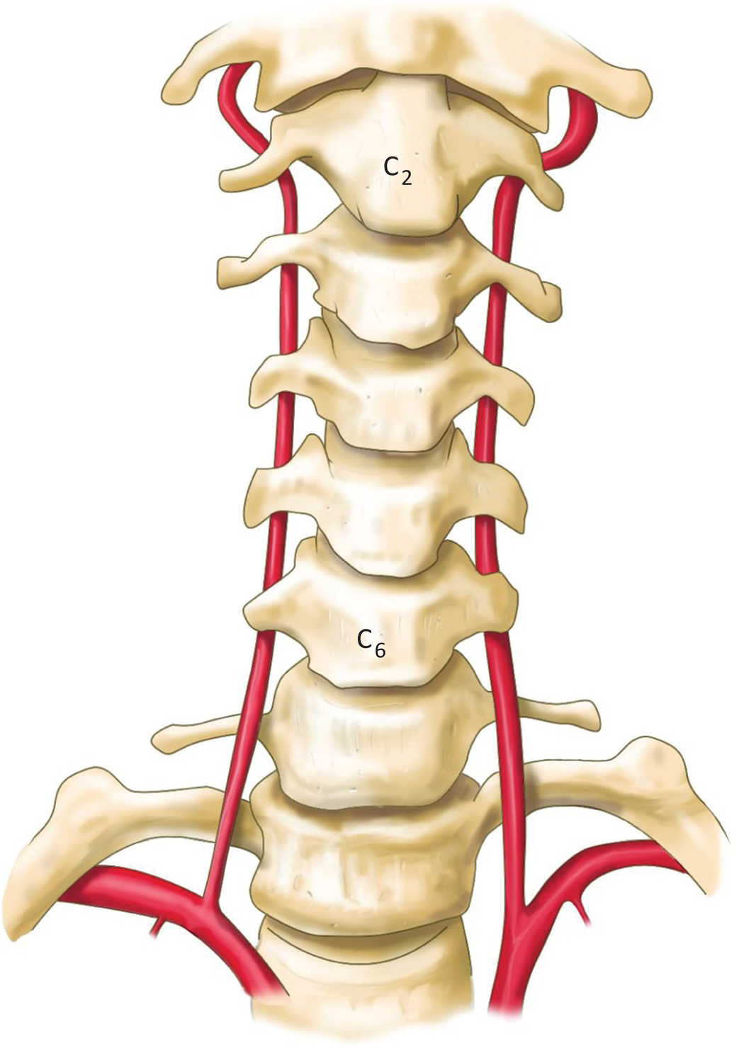 Vertebral Artery Anatomy