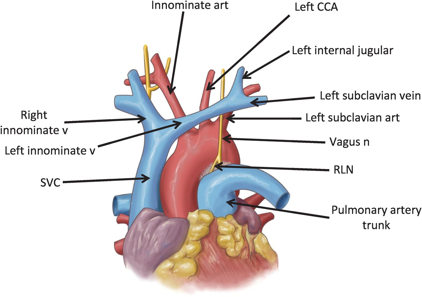 Trauma Thoracic Artery Diagram