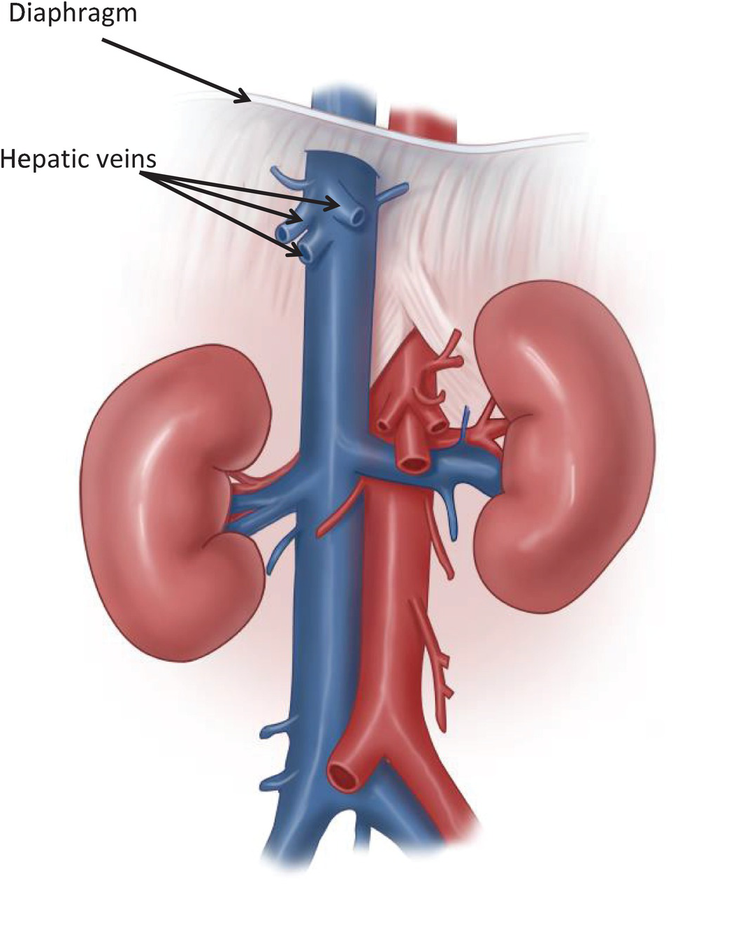 Inferior Vena Cava Anatomy Branches Function Human Anatomy 48 OFF Inferior Vena Cava Anatomy Branches Function Human Anatomy 48 OFF