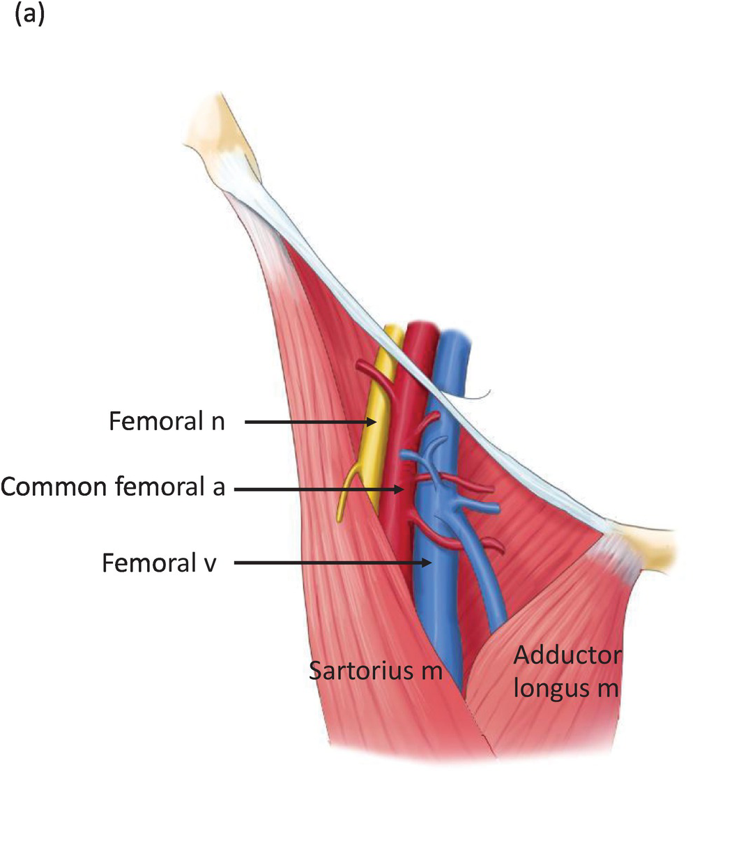 Femoral Artery Triangle
