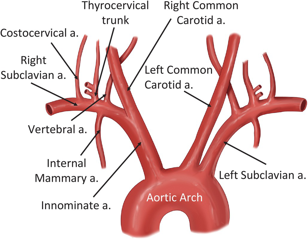 left subclavian artery