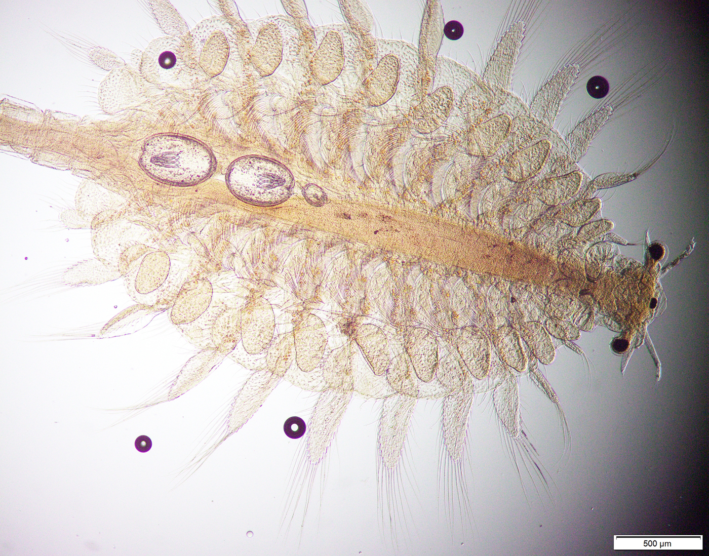 An adult of Artemia salina: (A) male and (B) female [105]