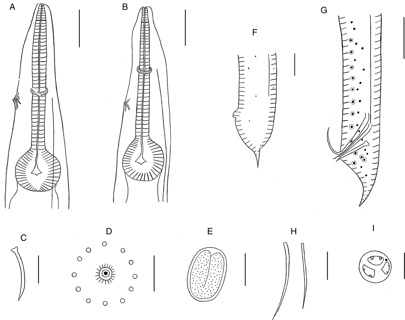 A new Cosmocercoides species (Ascaridida: Cosmocercidae), C. wuyiensis ...