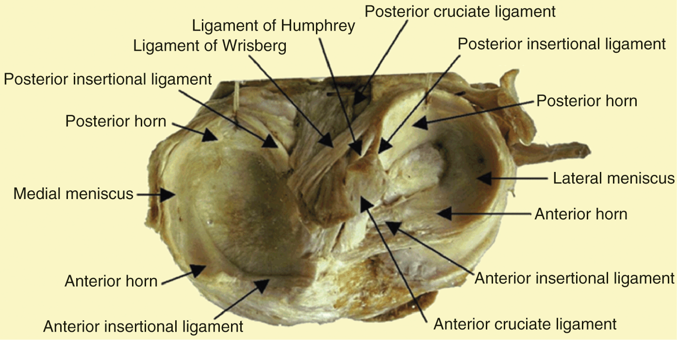 dissection du chat brachial